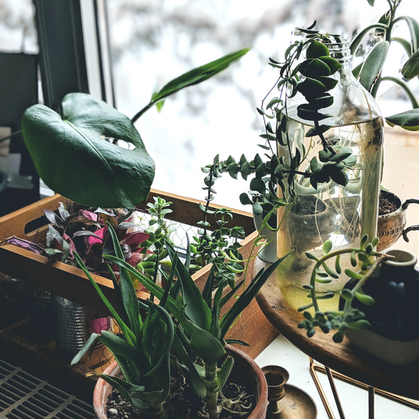 12 Ways to Keep Indoor Plants Happy in Winter