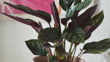 Load and play video in Gallery viewer, Calathea &#39;Pinstripe&#39;, Medium
