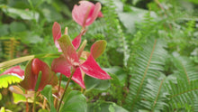 Load and play video in Gallery viewer, Anthurium &#39;Pink Flamingo&#39;, Medium
