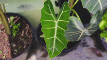 Load and play video in Gallery viewer, Alocasia &#39;Frydek&#39;, Small
