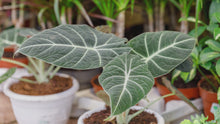 Load and play video in Gallery viewer, Alocasia &#39;Black Velvet&#39;, Small
