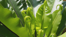 Load and play video in Gallery viewer, Bird&#39;s Nest Fern, Small
