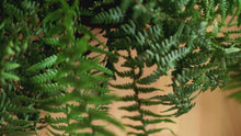 Load and play video in Gallery viewer, Boston Fern, Small
