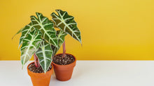 Load and play video in Gallery viewer, Alocasia &#39;Polly&#39;, Small

