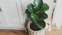 Load and play video in Gallery viewer, Fiddle Leaf Fig, Medium
