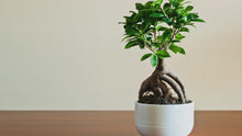 Load and play video in Gallery viewer, Ficus &#39;Ginseng&#39;, Small
