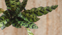 Load and play video in Gallery viewer, Calathea &#39;Rattlesnake&#39;, Large
