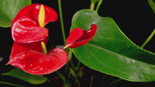 Load and play video in Gallery viewer, Anthurium &#39;Red Flamingo&#39;, Medium
