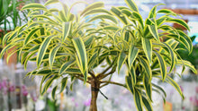 Load and play video in Gallery viewer, Dracaena &#39;Song of India&#39;, Small
