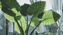 Load and play video in Gallery viewer, Alocasia &#39;Regal Shield&#39;, Small

