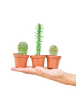 Load image into Gallery viewer, Baby Cactus Box, Extra Small
