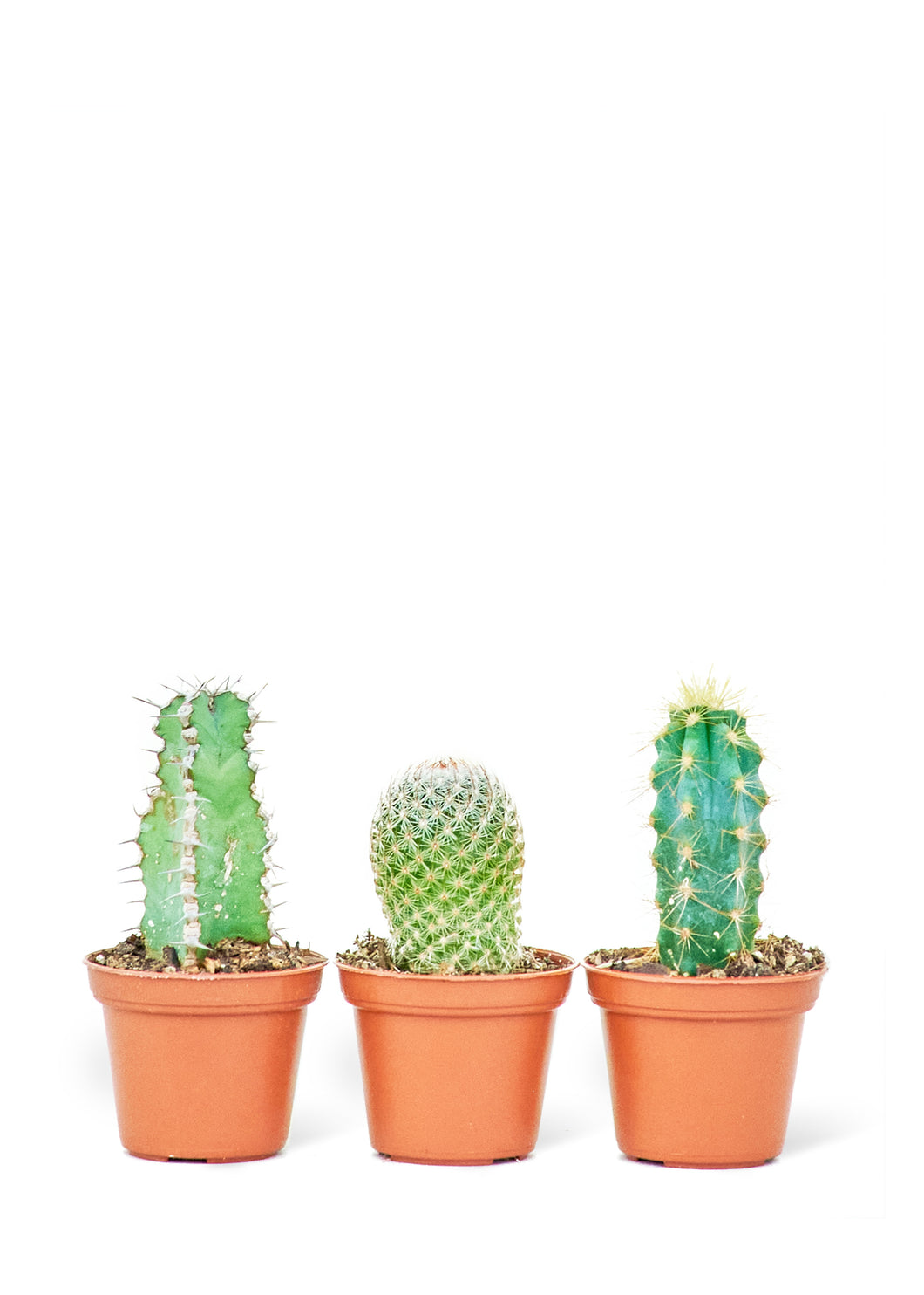 Baby Cactus Box, Extra Small