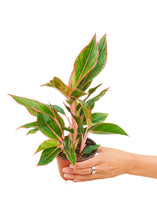 Load image into Gallery viewer, Red Chinese Evergreen, Small
