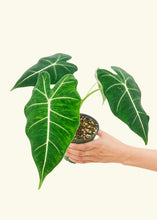Load image into Gallery viewer, Alocasia &#39;Frydek&#39;, Small
