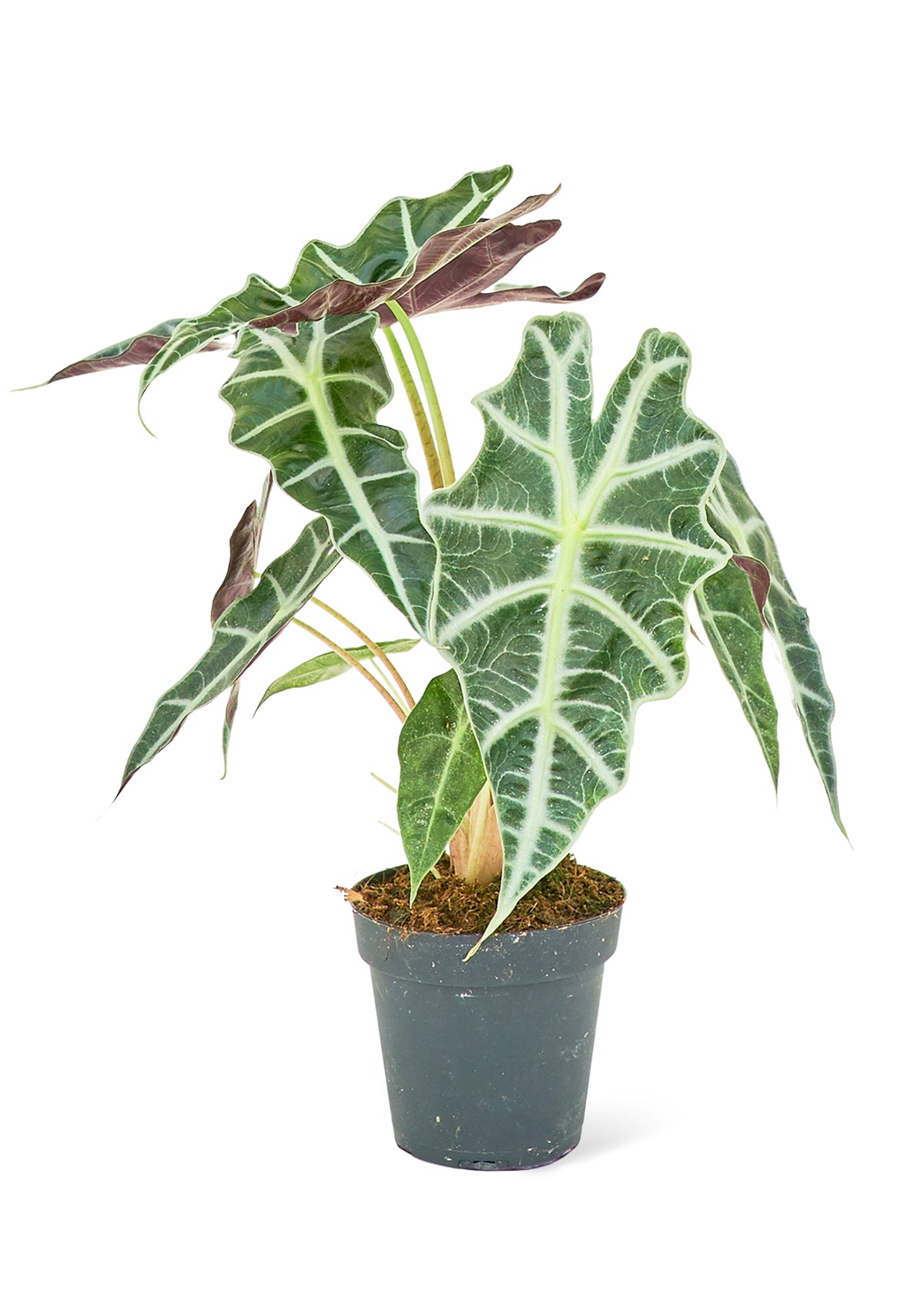 Alocasia 'Polly', Small – ROOTS Houseplant Shop