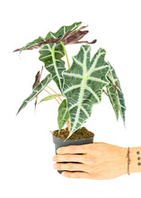 Load image into Gallery viewer, Alocasia &#39;Polly&#39;, Small
