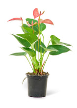 Load image into Gallery viewer, Anthurium &#39;Pink Flamingo&#39;, Small
