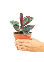 Load image into Gallery viewer, Calathea &#39;Dottie&#39;, Small
