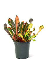 Load image into Gallery viewer, Variegated Croton, Small
