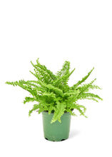 Load image into Gallery viewer, Boston Fern, Small
