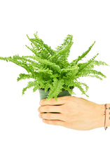 Load image into Gallery viewer, Boston Fern, Small
