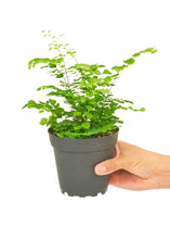 Load image into Gallery viewer, Maidenhair Fern, Small
