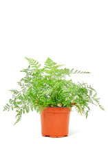 Load image into Gallery viewer, Rabbit Foot Fern, Small
