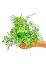 Load image into Gallery viewer, Rabbit Foot Fern, Small
