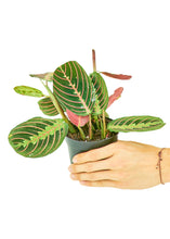 Load image into Gallery viewer, Red Prayer Plant, Small
