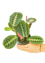 Load image into Gallery viewer, Red Prayer Plant, Small
