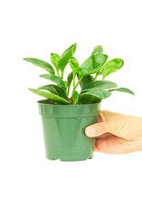 Load image into Gallery viewer, Baby Rubber Plant, Small
