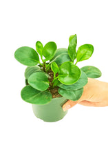 Load image into Gallery viewer, Baby Rubber Plant, Small
