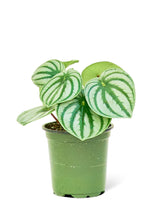 Load image into Gallery viewer, Watermelon Peperomia, Small
