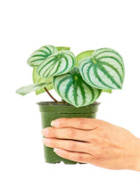 Load image into Gallery viewer, Watermelon Peperomia, Small
