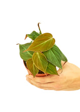 Load image into Gallery viewer, Velvet Leaf Philodendron, Small
