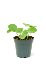 Load image into Gallery viewer, Chinese Money Plant, Small
