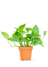 Load image into Gallery viewer, Pothos &#39;Jade&#39;, Small
