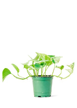 Load image into Gallery viewer, Pothos &#39;Marble Queen&#39;, Small
