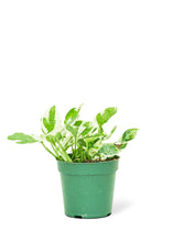 Load image into Gallery viewer, Pothos &#39;Pearls and Jade&#39;, Small
