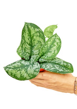 Load image into Gallery viewer, Silver Pothos &#39;Exotica&#39;, Small
