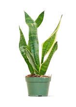 Load image into Gallery viewer, Snake Plant &#39;Laurentii&#39;, Small
