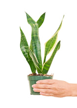 Load image into Gallery viewer, Snake Plant &#39;Laurentii&#39;, Small
