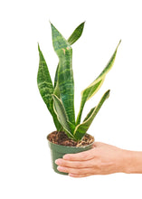 Load image into Gallery viewer, Snake Plant &#39;Laurentii&#39;, Small
