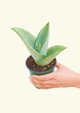 Load image into Gallery viewer, Moonshine Snake Plant, Small
