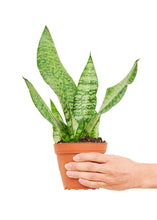 Load image into Gallery viewer, Snake Plant &#39;Zeylanica&#39;, Small

