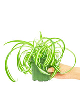 Load image into Gallery viewer, Spider Plant &#39;Bonnie&#39;, Small
