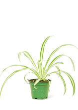 Load image into Gallery viewer, Spider Plant, Small
