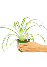 Load image into Gallery viewer, Spider Plant, Small
