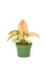 Load image into Gallery viewer, Pink Arrowhead Plant, Small
