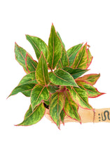 Load image into Gallery viewer, Red Chinese Evergreen, Medium
